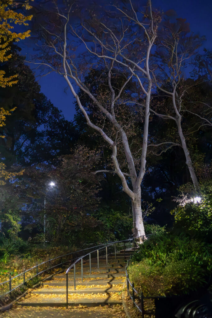 Stone staircase in Central Park illuminated by late-day light.