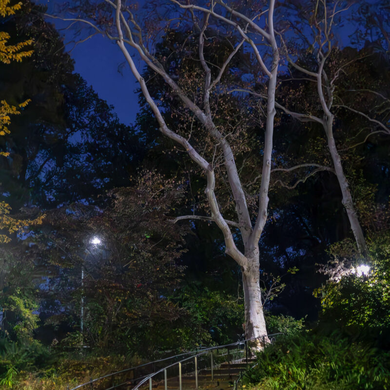 Central Park Stairs