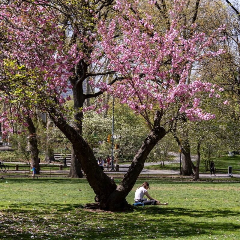 Cherry Tree Afternoon