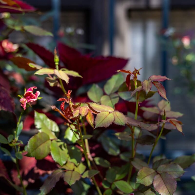 The Last Rose of Summer