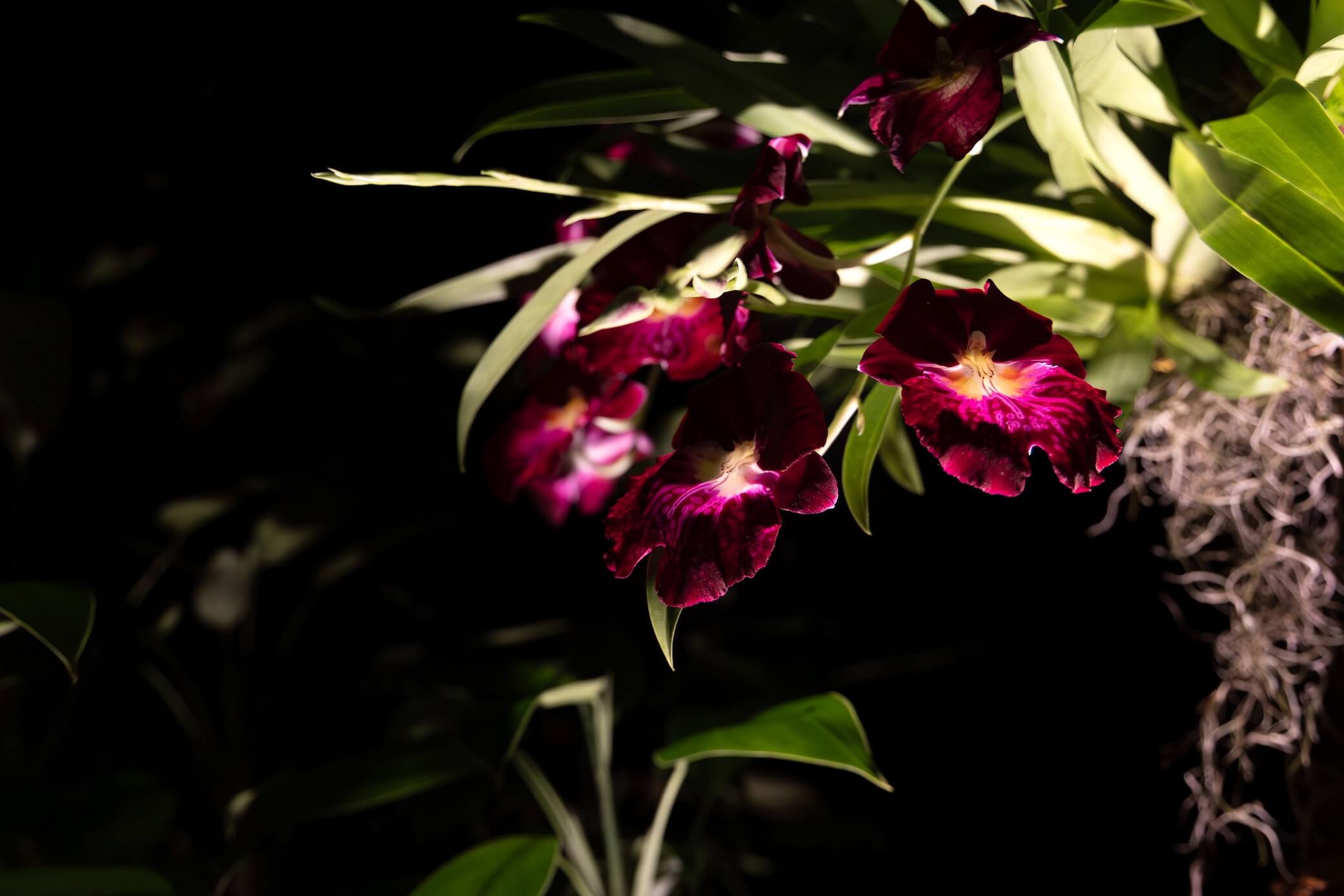 Glass Orchid Gallery Wall - Image 12